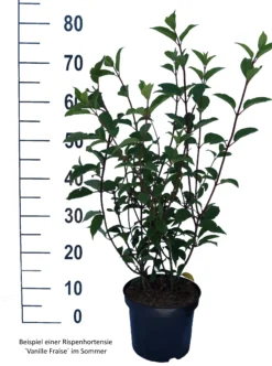 Rispenhortensie `Vanille-Fraise´ Hydrangea Paniculata `Vanille Fraise´ -Pflanzenhof Geschaft Vanille Fraise weiss