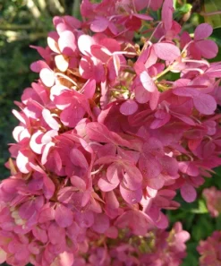 Rispenhortensie `Vanille-Fraise´ Hydrangea Paniculata `Vanille Fraise´ -Pflanzenhof Geschaft Vanille fraise August