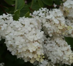 Rispenhortensie `Vanille-Fraise´ Hydrangea Paniculata `Vanille Fraise´ -Pflanzenhof Geschaft Vanille fraise Juli