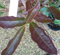 Amerikanischer Schneeball `Brandywine´ Viburnum Nudum `Brandywine´ -Pflanzenhof Geschaft Viburnum Brandywine Herbstf rbung