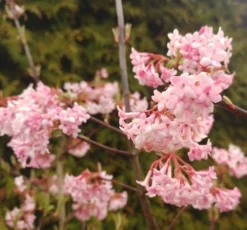 Duftender Winterschneeball `Dawn´ Viburnum Bodnantense `Dawn´ -Pflanzenhof Geschaft Viburnum Dawn2