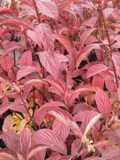 Duftender Winterschneeball `Dawn´ Viburnum Bodnantense `Dawn´ -Pflanzenhof Geschaft Viburnum bodnantense dawn herbstf rbung