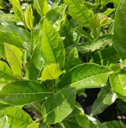 Amerikanischer Schneeball `Brandywine´ Viburnum Nudum `Brandywine´ -Pflanzenhof Geschaft Viburnum nudum 2