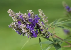 Zwerg-Mönchspfeffer `Blue Puffball´ ® Vitex Agnus-castus -Pflanzenhof Geschaft Vitex BluePuffball 7