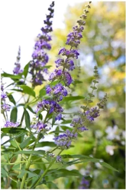 Mönchspfeffer Vitex Agnus Castus -Pflanzenhof Geschaft Vitex M nchspfeffer