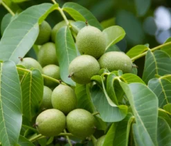 Walnuss `Fernette´ Juglans Regia