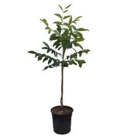 Walnuss - Wunder Von Monrepos Juglans Regia `Wunder Von Monrepos´