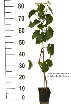 Vanessa (kernlos), Pilzfeste Weinrebe Vitis `Vanessa´ 6 Vanessa (kernlos), Pilzfeste Weinrebe Vitis `Vanessa´ -Pflanzenhof Geschaft Weinrebe Beispiel weissmfqjOYKTTDse0 scaled