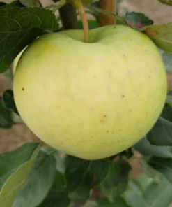 Weißer Klarapfel Malus Domestica -Pflanzenhof Geschaft Weisser Klarapfel 1