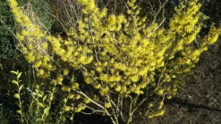 Zaubernuss `Arnold Promise´ Hamamelis X Intermedia `Arnold Promise´ -Pflanzenhof Geschaft Zaubernuss scaled