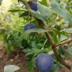 Zibarte Voraussichtlich Ab Juni/Juli Wieder Verfügbar 7 Zibarte Voraussichtlich Ab Juni/Juli Wieder Verfügbar -Pflanzenhof Geschaft Zibarte 2
