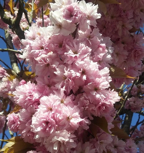 Zierkirsche `Kanzan´ Prunus Serrulata `Kanzan´ 1 Zierkirsche `Kanzan´ Prunus Serrulata `Kanzan´