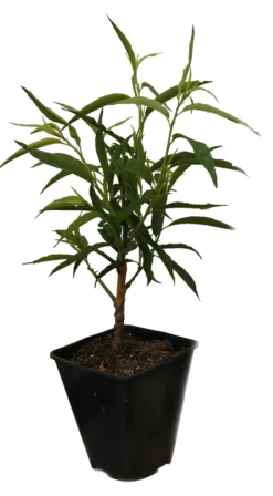 Zierpfirsich `Taoflora ® White´ (mit Essbaren Früchten) Prunus Persica `Taoflora ® White´ -Pflanzenhof Geschaft Zierpfirisch Taoflora white