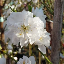 Zierpfirsich `Taoflora ® White´ (mit Essbaren Früchten) Prunus Persica `Taoflora ® White´