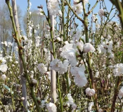 Zierpfirsich `Taoflora ® White´ (mit Essbaren Früchten) Prunus Persica `Taoflora ® White´ -Pflanzenhof Geschaft Zierpfirsich weiss4