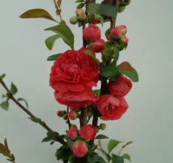 Zierquitte `Pink Storm´ Chaenomeles Japonica `Pink Storm´ -Pflanzenhof Geschaft Zierquitte Pink Storm2