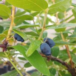 Sibirische Blaubeere / Honigbeere `Zojka Lonicera Kamtschatica `Zojka´ -Pflanzenhof Geschaft Zojka sibirische Blaubeere