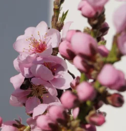 Zwergnektarine `Rubis® Necta ZeeⓈ´ Prunus Nucipersica -Pflanzenhof Geschaft Zwerg nektarine bl te