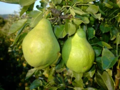 Zwergbirne Helenchen Pyrus Communis `Helenchen´