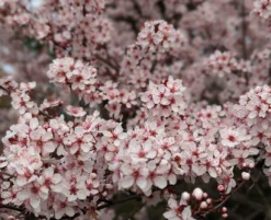 Zwergblutpflaume Prunus Cistena