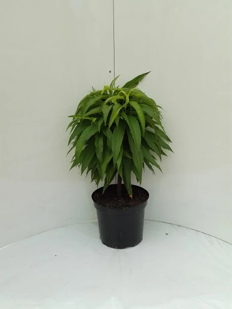 Zwergnektarine `Nectarella´ Prunus Nucipersica 2 Zwergnektarine `Nectarella´ Prunus Nucipersica – Bild 2