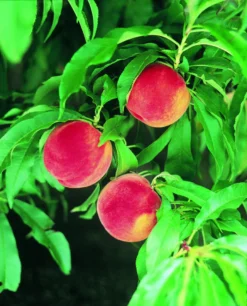 Zwergpfirsich `Amber® Pix ZeeⓈ´ Prunus Persica