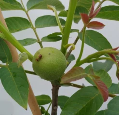 Zwerg-Walnuss Juglans Regia Var. Fertilis -Pflanzenhof Geschaft Zwergwalnuss1