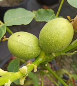 Zwerg-Walnuss Juglans Regia Var. Fertilis -Pflanzenhof Geschaft Zwergwalnuss3