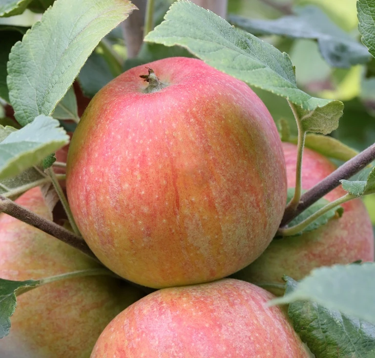Zwergapfel `Alkmene´ Malus Domestica `Alkmene 1 Zwergapfel `Alkmene´ Malus Domestica `Alkmene