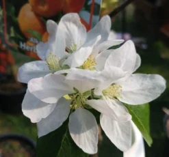Alkmene Malus Domestica -Pflanzenhof Geschaft almene