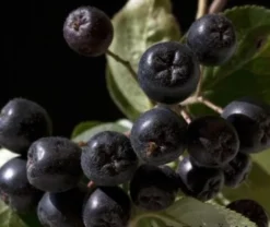 Aronia- Apfelbeere Nero Aronia Prunifolia `Nero´ -Pflanzenhof Geschaft aronia nero 600x600