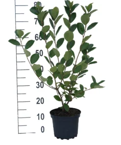 Aronia- Apfelbeere Nero Aronia Prunifolia `Nero´ -Pflanzenhof Geschaft aronia neroiiPvXE42DygxM