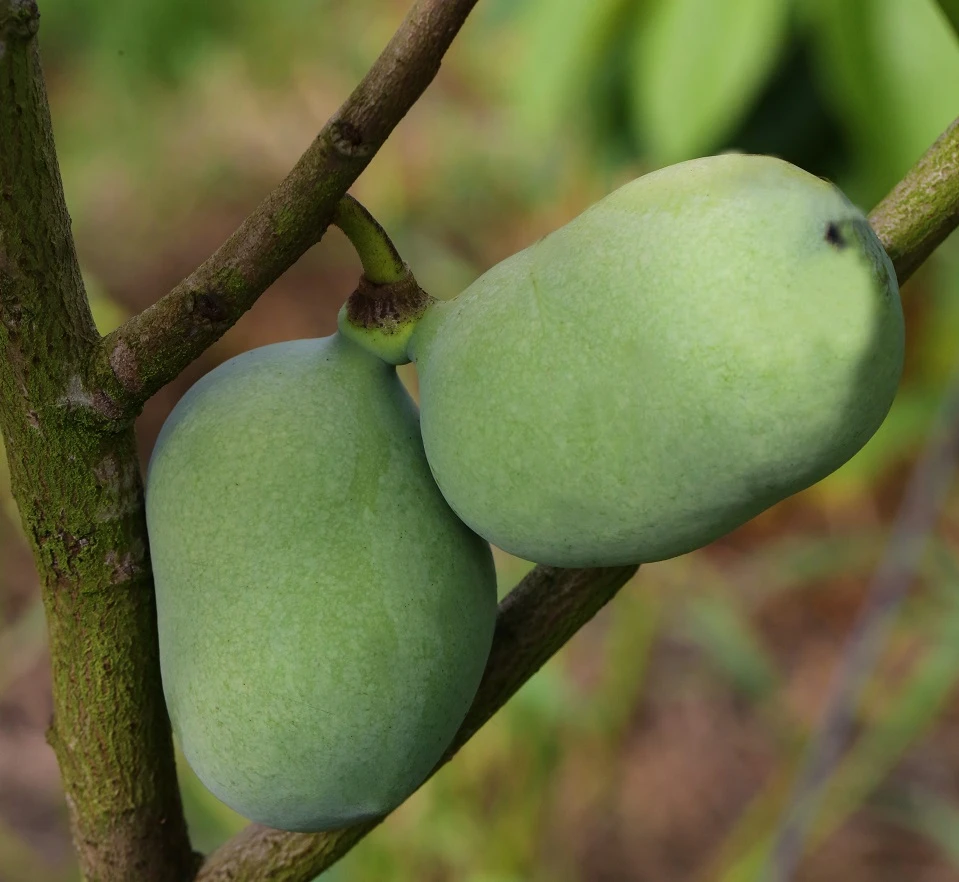 Veredelte Indianerbanane `Mango´ Asimina Triloba `Mango´ 1 Veredelte Indianerbanane `Mango´ Asimina Triloba `Mango´