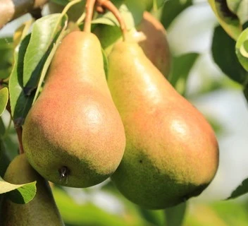 Harrow SweetⓈ Pyrus Communis `Harrow Sweet´ 2 Harrow SweetⓈ Pyrus Communis `Harrow Sweet´ – Bild 2