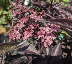 Rotblättriger Holunder `Black Beauty´ Sambucus Nigra `Black Beauty´ -Pflanzenhof Geschaft black beauty2