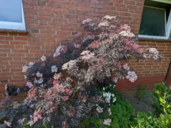 Holunder Black Lace ® Sambucus Nigra `Black Lace´ -Pflanzenhof Geschaft black lace6