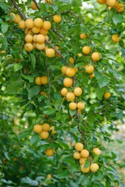 Kirschpflaume Prunus Cerasifera -Pflanzenhof Geschaft botanikfoto 502360 RF WEB