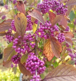 Schönfrucht, Liebesperlenstrauch Callicarpa Bodinieri `Profusion´ 7 Schönfrucht, Liebesperlenstrauch Callicarpa Bodinieri `Profusion´ -Pflanzenhof Geschaft callicarpa