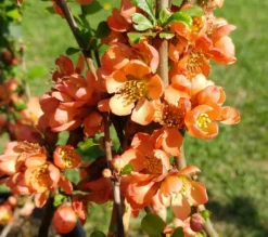 Nordische Zitrone, Zierquitte `Cido´ Chaenomeles Japonica `Cido´ -Pflanzenhof Geschaft cido 1
