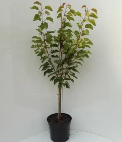 Kompakt Wachsende Aprikose `CompactaⓇ´ Prunus Armeniaca `Compacta´ -Pflanzenhof Geschaft compacta