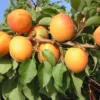 Kompakt Wachsende Aprikose `CompactaⓇ´ Prunus Armeniaca `Compacta´