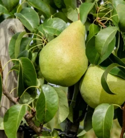 Säulenbirne `Condo´ Pyrus Communis `Condo´