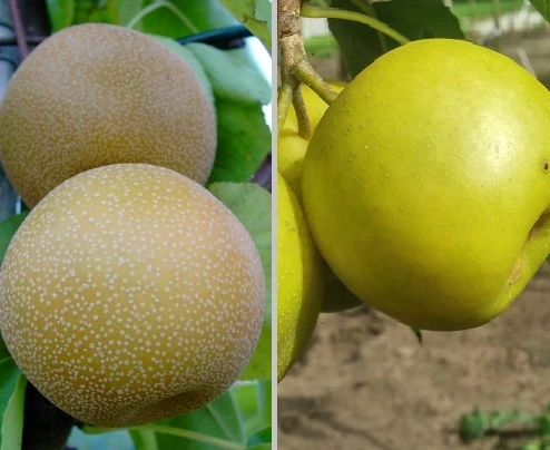 Duo-Nashibaum, Nijiseiki & Kosui Pyrus Pyrifolia 1 Duo-Nashibaum, Nijiseiki & Kosui Pyrus Pyrifolia