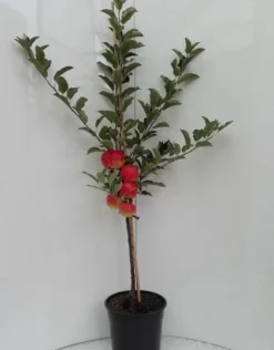 Elstar ® Malus Domestica -Pflanzenhof Geschaft elstar bscuhbaum