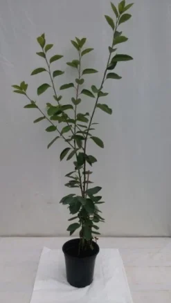 Prince William-Großfruchtige Felsenbirne Amelanchier `Prince William´ -Pflanzenhof Geschaft fELSENBIRNE 600x600