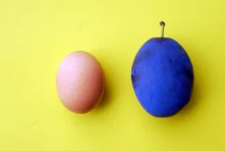 Haganta (S) Prunus Domestica `Haganta´ -Pflanzenhof Geschaft haganta12