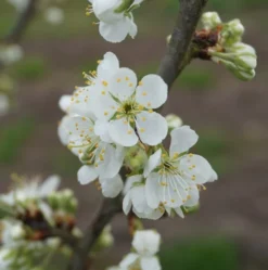 Hanita ® Prunus Domestica `Hanita -Pflanzenhof Geschaft hanita bl te