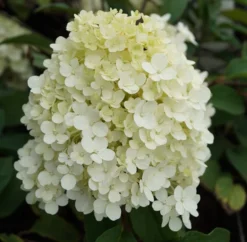 Rispenhortensie `Bobo®´ Hydrangea Paniculata `Bobo´ -Pflanzenhof Geschaft hortensie bobo1