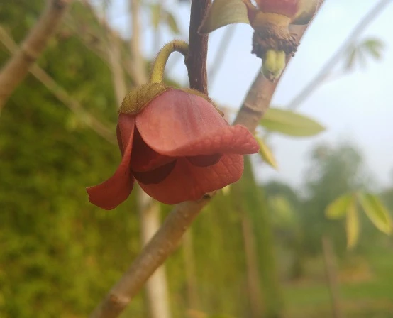 Veredelte Indianerbanane (Paw Paw) `Susquehanna ®´ Asimina Triloba `Susquehanna´ 3 Veredelte Indianerbanane (Paw Paw) `Susquehanna ®´ Asimina Triloba `Susquehanna´ – Bild 3