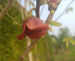 Veredelte Indianerbanane (Paw Paw) `Shenandoah®´ Asimina Triloba `Shenandoah´ -Pflanzenhof Geschaft indianaerbanane bl te5af9967b504ef